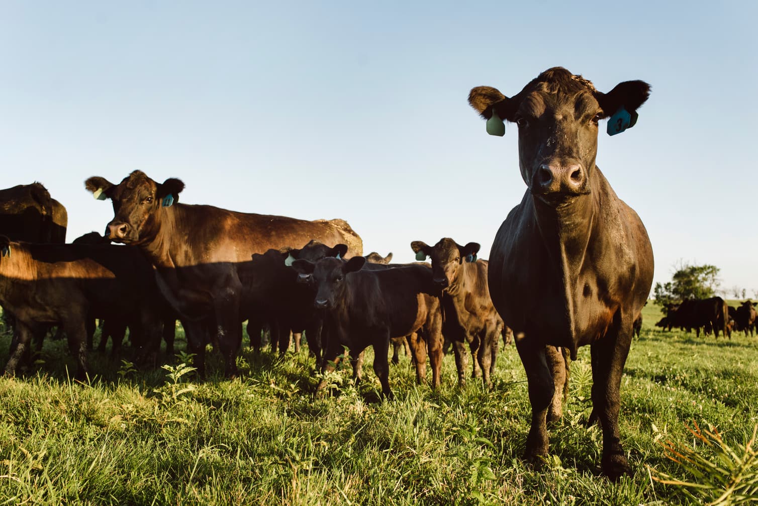 Stress-free Cows